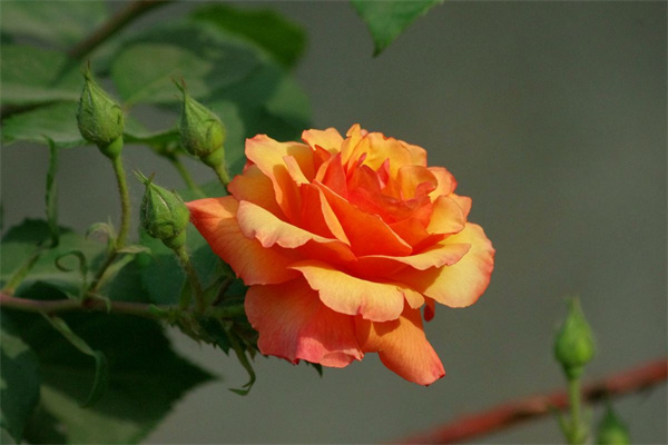 如何使用光泽度仪测量月季花的光泽度？