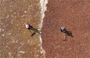 色差宝在油茶颜色测量中的应用