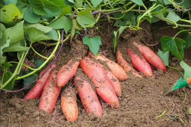 色差仪在红薯颜色检测中的创新应用与品质提升